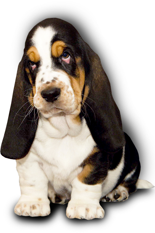 Basset hound kennel Dina's Way